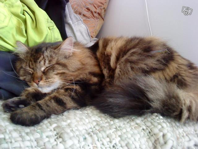 Magoo